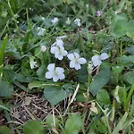 Le Viole Bianche 3* Albiano dʼIvrea