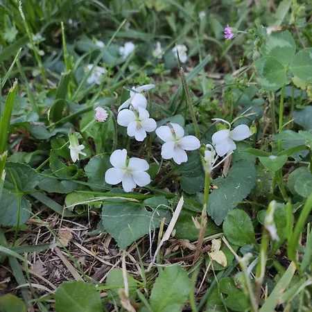 Le Viole Bianche 3* Albiano dʼIvrea